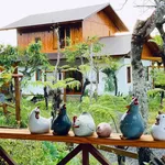Bán homestay Country Side 7 phòng, 2.320m2 tại Ea Kao, Buôn Ma Thuột - Ảnh thu nhỏ 5