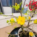 Bán căn góc Vinhomes 2PN 67.5m² giá 3 tỷ TP. Vinh - Ảnh thu nhỏ 3