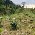 Bán đất vườn 8 sào 3 tại xã Đắk Hà, Đắk Nông - Ảnh thu nhỏ 3