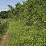 Bán đất nông nghiệp 1,8 ha Kim Bôi Hòa Bình giá 200 triệu - Ảnh thu nhỏ 2