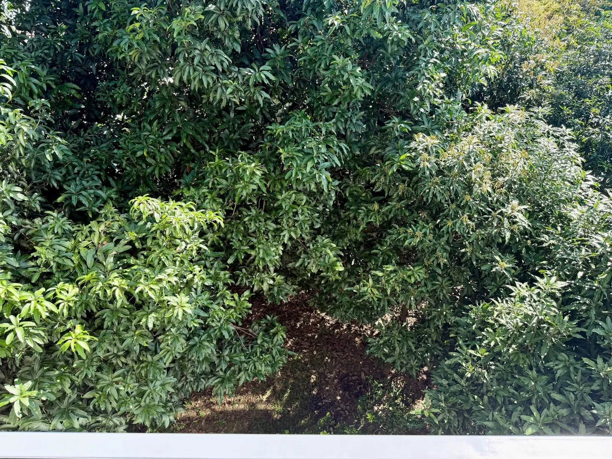 Cho thuê biệt thự vườn 800m2 Sư Vạn Hạnh Huế - Ảnh thu nhỏ 4