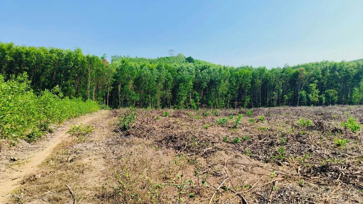 Bán lô đất farm giáp suối 4700m² Nha Trang - Ảnh thu nhỏ 5