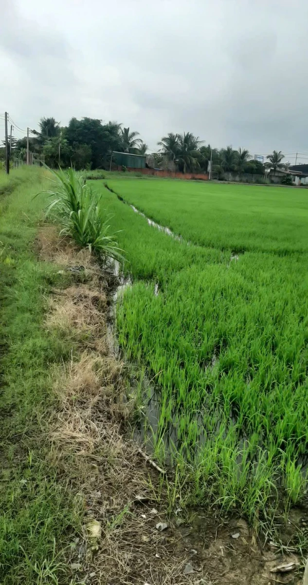 Bán 5.100m² đất 55m mặt tiền Tây Ninh 3,4 tỷ - Ảnh thu nhỏ 5