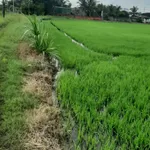 Bán 5.100m² đất 55m mặt tiền Tây Ninh 3,4 tỷ - Ảnh thu nhỏ 5