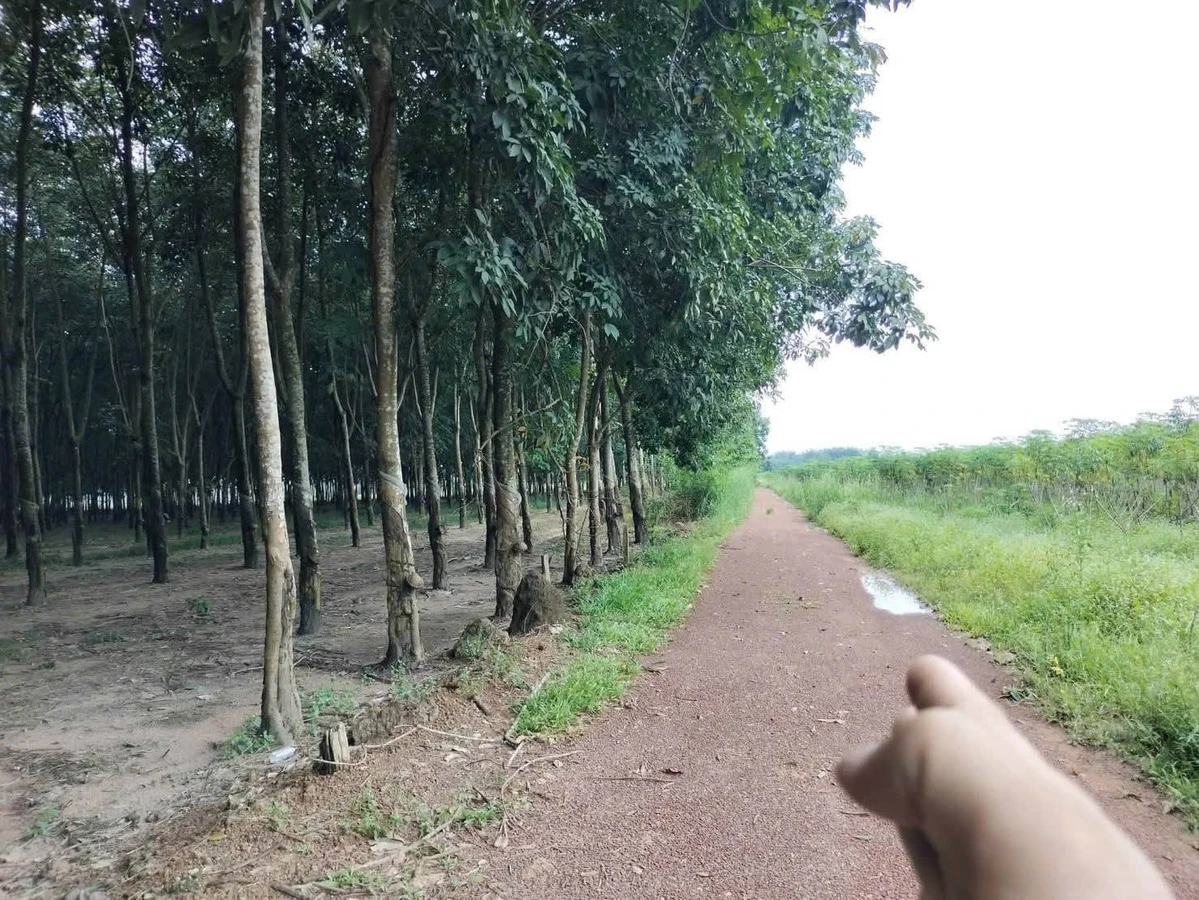Bán 1ha đất cao su Phú Giáo, Bình Dương, 4,3 tỷ - Ảnh thu nhỏ 2
