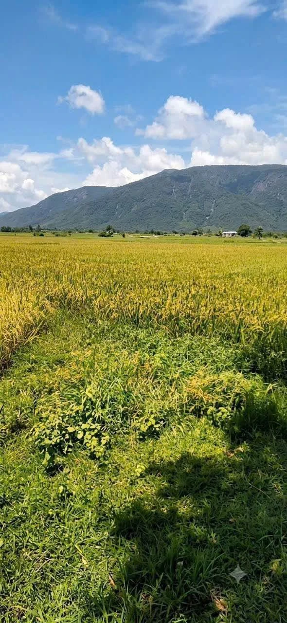 Bán đất 1188m2 view đồng lúa giá 99 triệu tại Phan Thiết - Ảnh 1