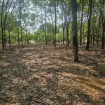 Bán đất 4800 m² Phường Đồng Phú, Đồng Nai - Ảnh thu nhỏ 1