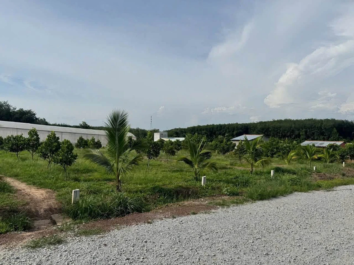 Bán đất Phú Giáo, Bình Dương 200-250m2, giá từ 390-590 triệu - Ảnh 1