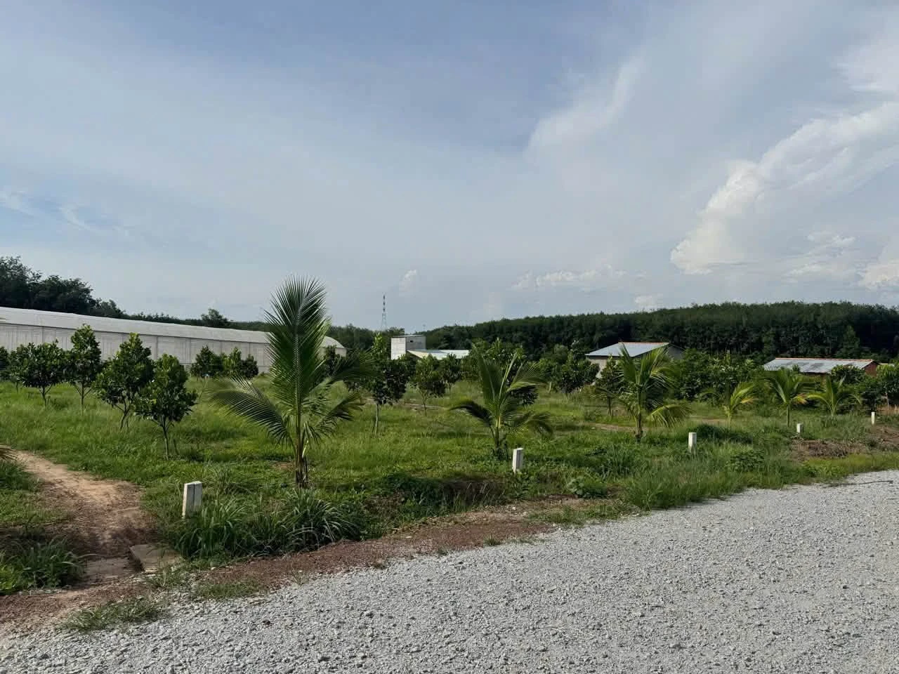 Bán đất Phú Giáo, Bình Dương 200-250m2, giá từ 390-590 triệu - Ảnh 1
