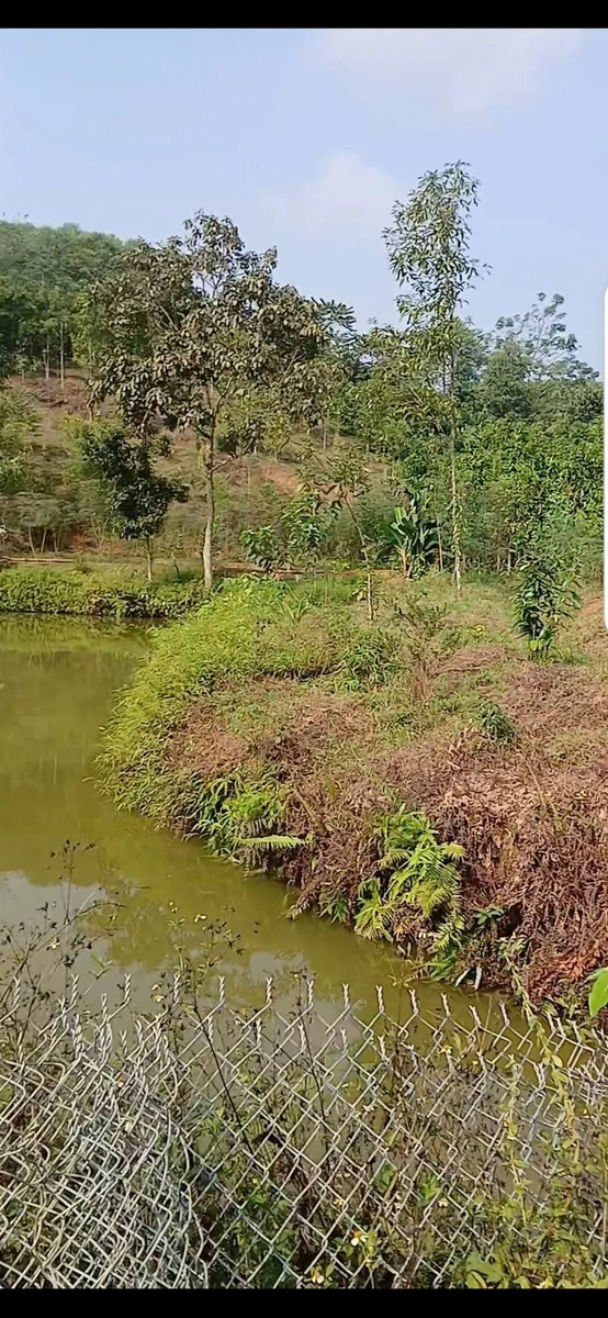 Bán trang trại 1,4 ha Phường Văn Phú - Ảnh thu nhỏ 5