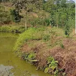 Bán trang trại 1,4 ha Phường Văn Phú - Ảnh thu nhỏ 5