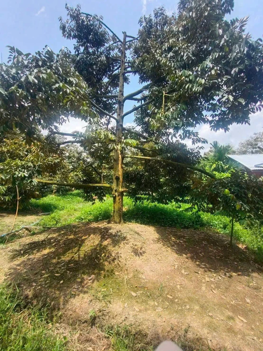 Bán đất sầu riêng 1300m² Châu Thành Bến Tre, 800 triệu/công - Ảnh thu nhỏ 2