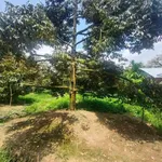 Bán đất sầu riêng 1300m² Châu Thành Bến Tre, 800 triệu/công - Ảnh thu nhỏ 2