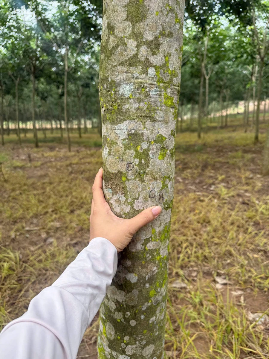 Bán đất cao su 3 ha mặt tiền trên 200m, Tân Thành, Bình Phước - Ảnh 1