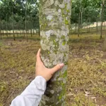Bán đất cao su 3 ha mặt tiền trên 200m, Tân Thành, Bình Phước - Ảnh thu nhỏ 1