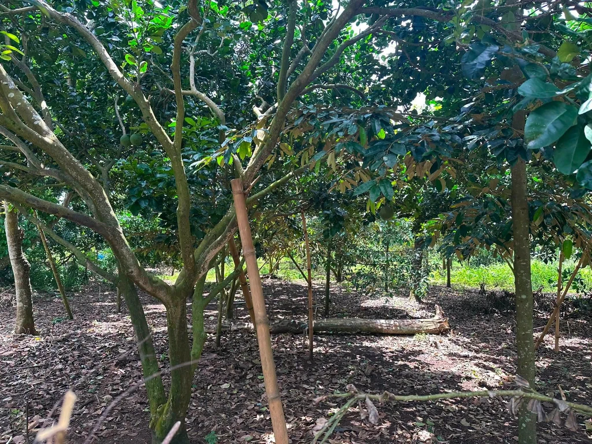 Bán đất Suối Chồn Long Khánh 500m², 1 tỷ 250 triệu - Ảnh 1