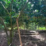 Bán đất Suối Chồn Long Khánh 500m², 1 tỷ 250 triệu - Ảnh thu nhỏ 1