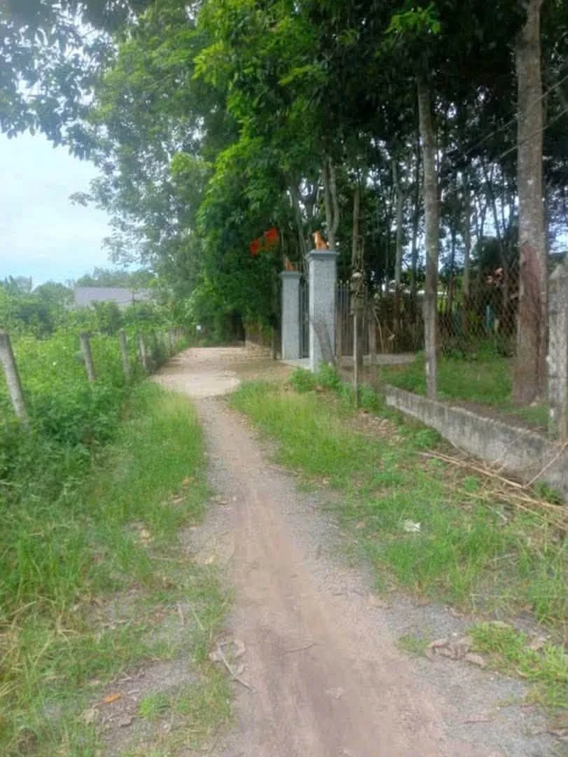 Bán lô đất vườn An Điền 1.465m² giá 2 tỷ 850 - Ảnh thu nhỏ 3