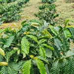 Bán đất rẫy cà phê 3 hectare ở Đắk Ha, Lâm Đồng, 3,7 tỷ - Ảnh thu nhỏ 5