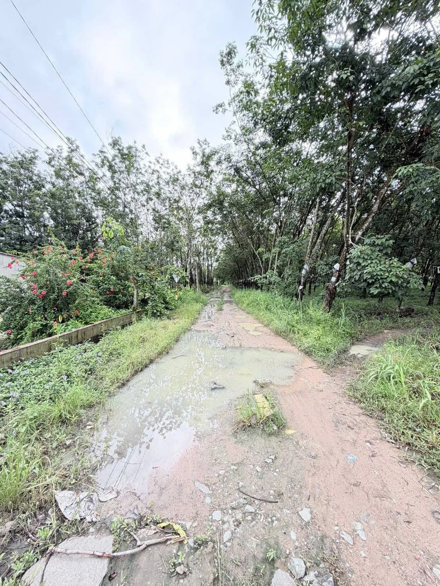 Bán đất 4.824m2 có 4.000m2 đất SKC ngành gỗ gần ĐT744, Dầu Tiếng - Ảnh thu nhỏ 2