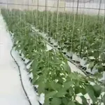 Bán lô đất vườn 9 sào tại Gia Lâm, Lâm Đồng, 400m2 đất ở - Ảnh thu nhỏ 5