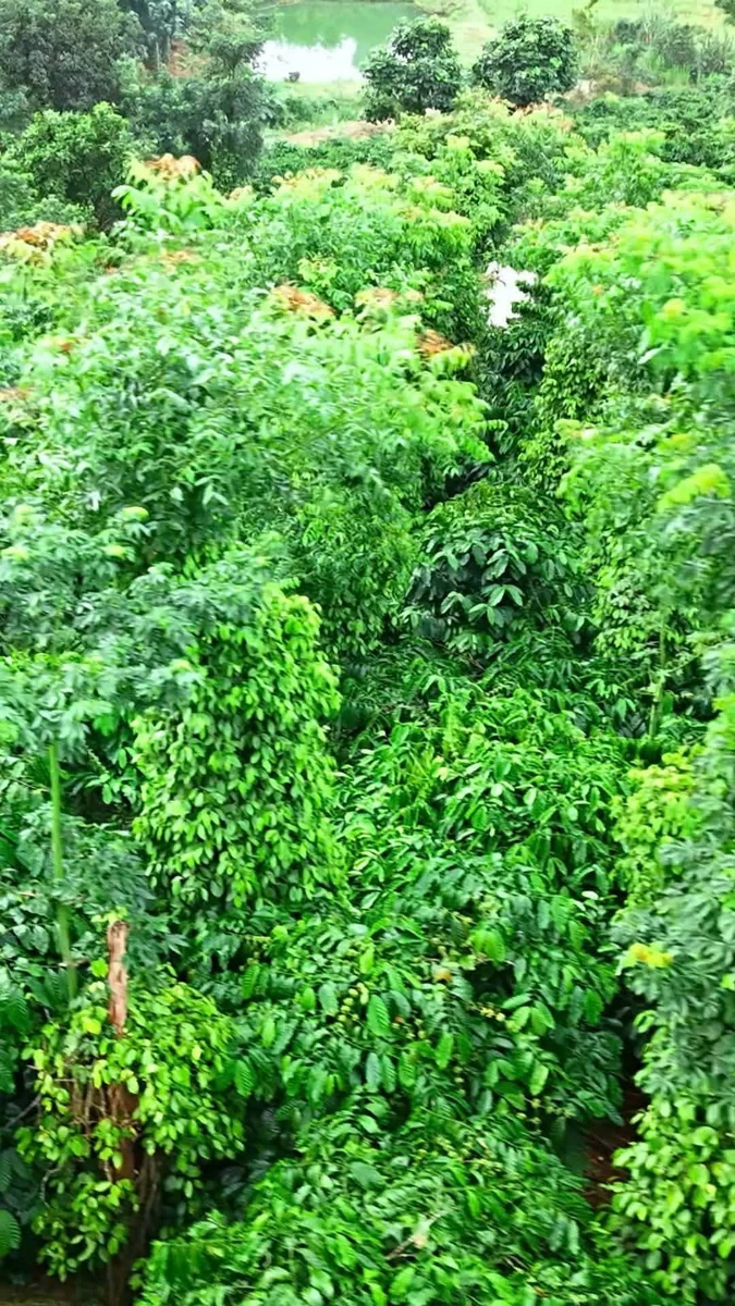 Bán đất Tuy Đức Lâm Đồng 1500m2 giá 2 tỷ 650 triệu - Ảnh thu nhỏ 5