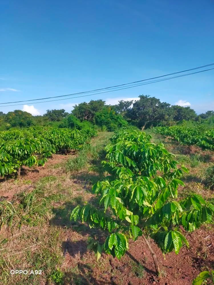 Bán 3,1 ha đất rẫy sau Bệnh viện Buôn Đôn, hạ tầng hoàn thiện - Ảnh thu nhỏ 2