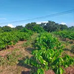 Bán 3,1 ha đất rẫy sau Bệnh viện Buôn Đôn, hạ tầng hoàn thiện - Ảnh thu nhỏ 2