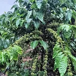 Bán 2ha đất nông nghiệp Krông Nô, Đắk Lắk, view hồ, 6 tỷ 5 - Ảnh thu nhỏ 3