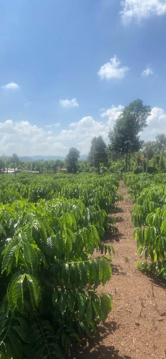 Bán đất cà phê 6.200m² Hòa Khánh, Buôn Ma Thuột - Ảnh thu nhỏ 2