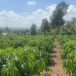 Bán đất cà phê 6.200m² Hòa Khánh, Buôn Ma Thuột - Ảnh thu nhỏ 2
