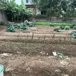 Đất có sổ đỏ đang sử dụng trồng hoa màu - Ảnh thu nhỏ 4