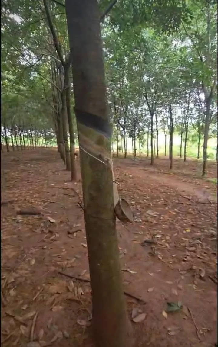 Bán đất cao su Phú Riêng 6.8ha, mặt tiền 300m - Ảnh 1