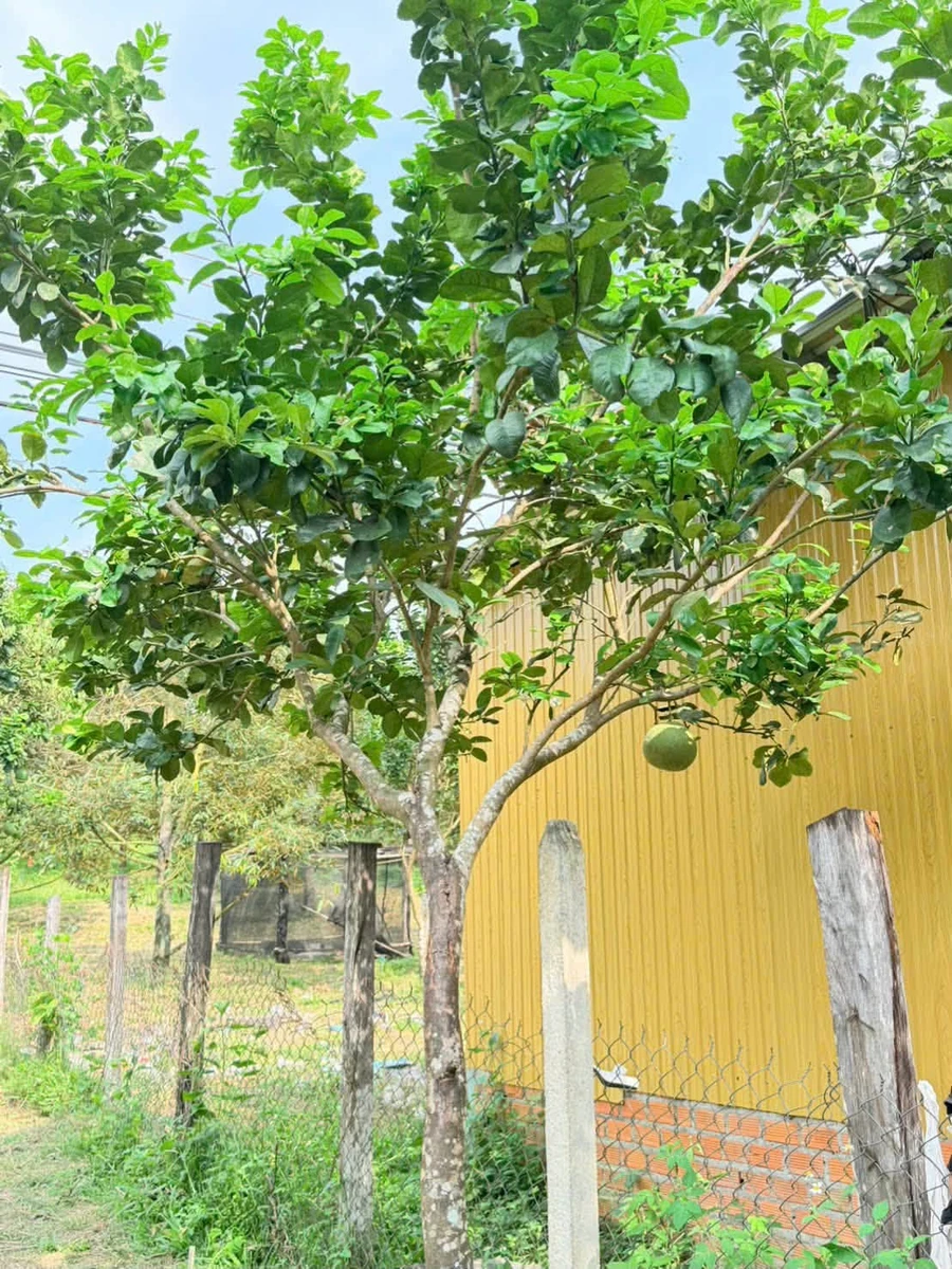 Bán đất mặt tiền Liên Xã Khánh Hòa 310m2 220 triệu - Ảnh thu nhỏ 5