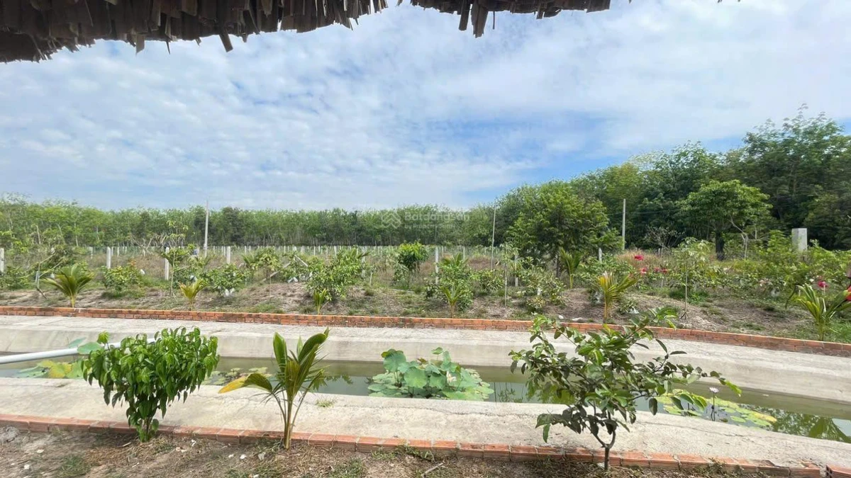 Chính chủ bán tổng 5.000m2 đất Long Nguyên Bàu Bàng. LH ngay 0989 288 *** - Ảnh thu nhỏ 2