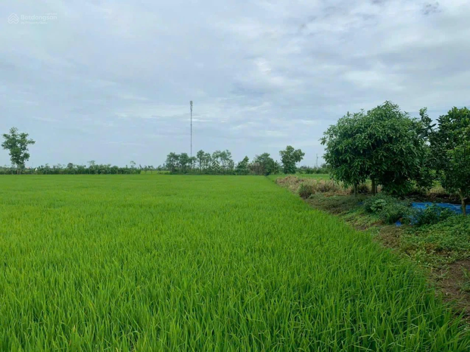 Cần bán 1,2ha đất ruộng tại Vàm Láng, đối diện cty Ống Thép. Giá 3tỷ500tr. LH: 0901 311 *** - Ảnh thu nhỏ 2