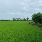 Cần bán 1,2ha đất ruộng tại Vàm Láng, đối diện cty Ống Thép. Giá 3tỷ500tr. LH: 0901 311 *** - Ảnh thu nhỏ 2