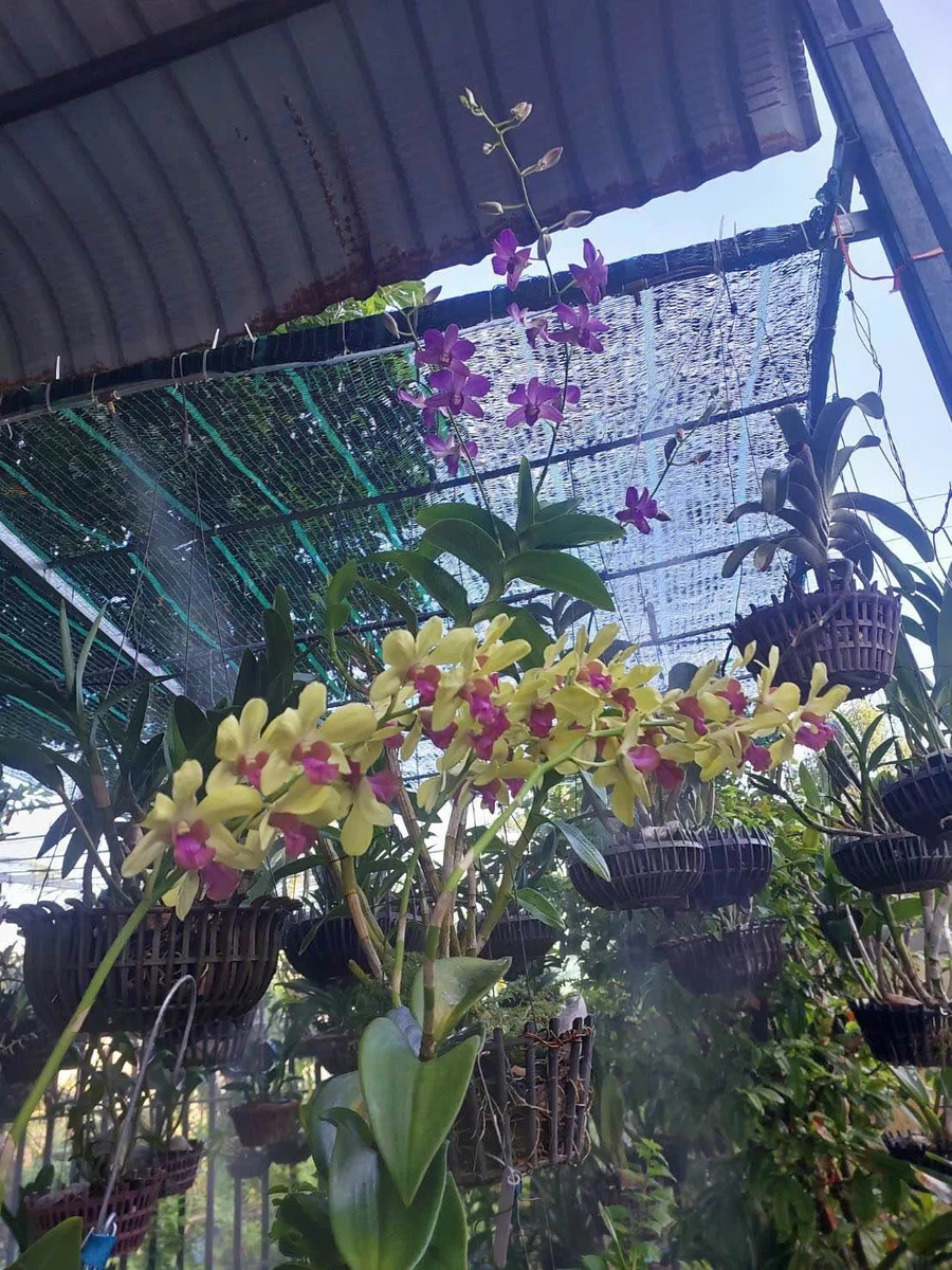 Bán nhà phố 40.5m² 2 tầng 2PN Âu Cơ Tân Phú - Ảnh 1