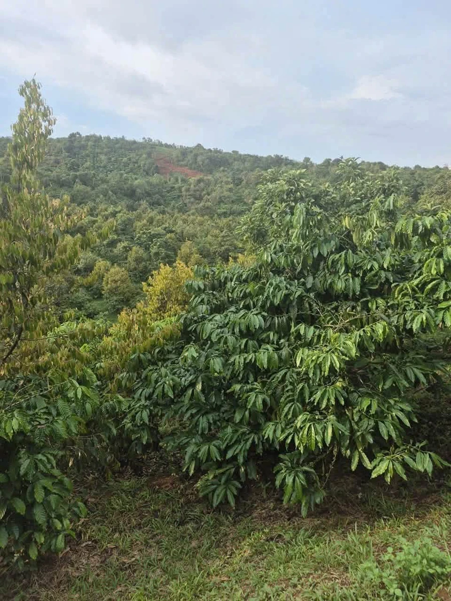 Bán đất rẩy 5000m² Đăksin, Đắk Nông - 1,1 tỷ - Ảnh 1