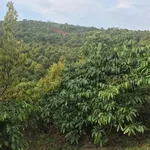 Bán đất rẩy 5000m² Đăksin, Đắk Nông - 1,1 tỷ - Ảnh thu nhỏ 1