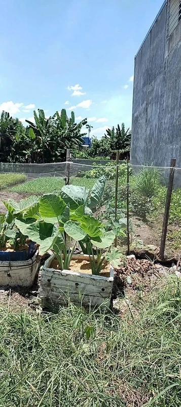 Bán đất nền 76.4m2 gần chợ Bứa An Lão