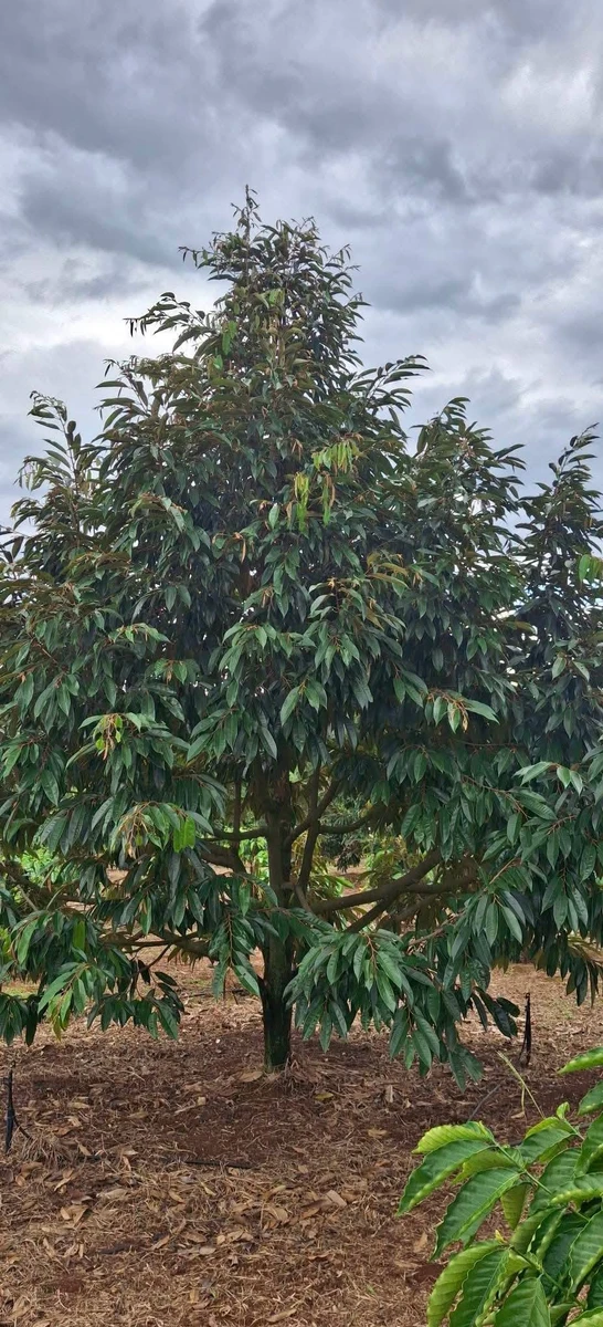 Bán 1,5ha đất vườn cacao Bù Đăng, Bình Phước - Ảnh thu nhỏ 3