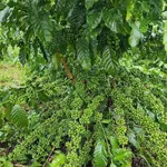 Bán 3ha đất sầu riêng sen cafe Nghĩa Trung 12 tỷ - Ảnh thu nhỏ 3
