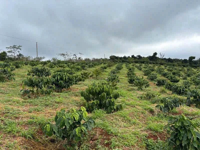Bán 4 ha đất rẫy mặt tiền đường nhựa Lâm Đồng 8 tỷ - Ảnh thu nhỏ 4