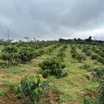 Bán 4 ha đất rẫy mặt tiền đường nhựa Lâm Đồng 8 tỷ - Ảnh thu nhỏ 4
