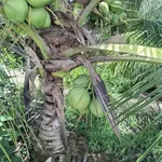 Bán đất 1000m² Lợi Bình Nhơn, Tân An, Long An - Ảnh thu nhỏ 5