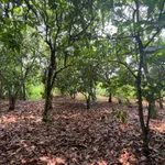 Bán đất 2000m² Xuân Tây Cẩm Mỹ 1 tỷ 500 triệu - Ảnh thu nhỏ 4