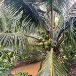 Bán đất dừa xiêm 1000m² Lộc Thuận Bến Tre - Ảnh thu nhỏ 1