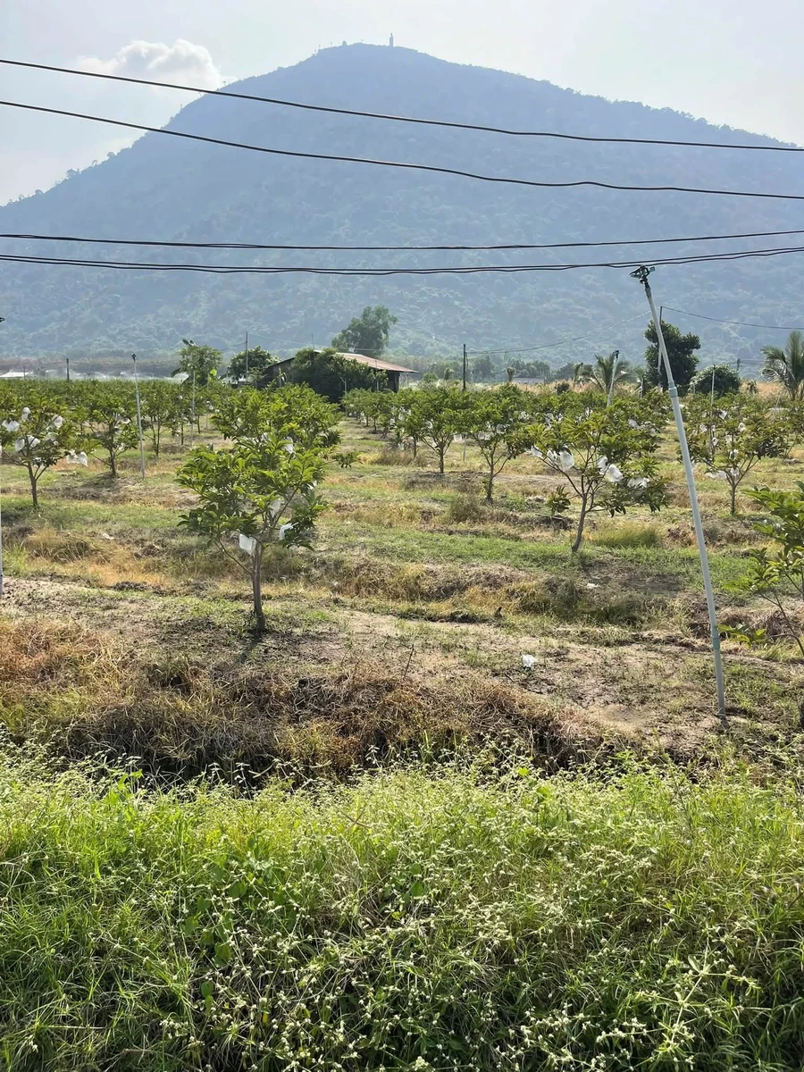 Bán đất Tây Ninh 1 mẫu 7 (6700m²) giá 5 tỷ 8 - Ảnh thu nhỏ 2