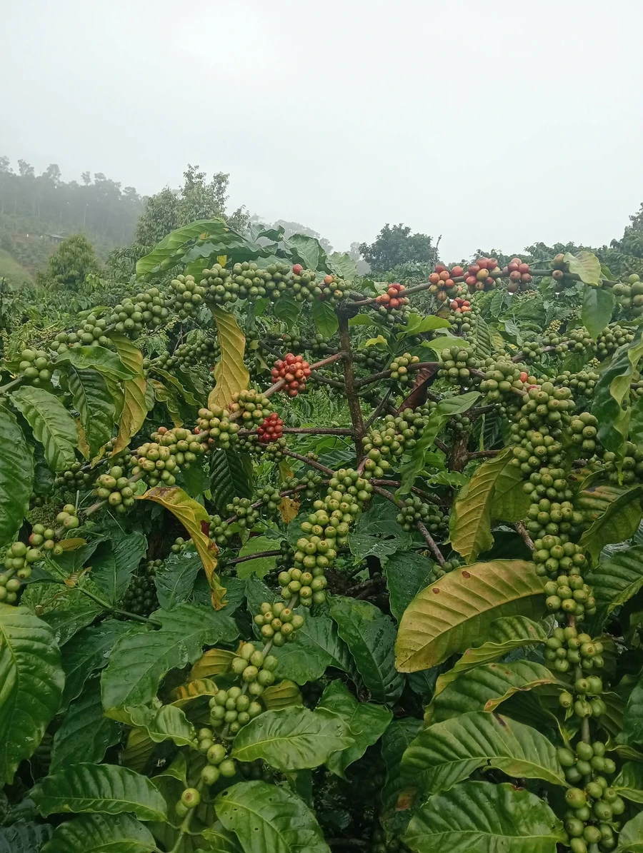 Bán 2ha đất Đắk Nông 4.65 tỷ kinh doanh - Ảnh thu nhỏ 2